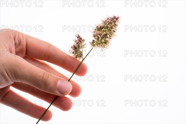 Hand holding a flower on a white background