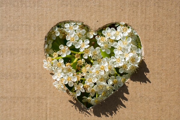 Flowers seen through heart shape cut out of cardboard