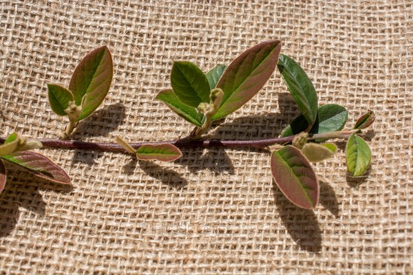 Green leaves placed on linen canvas