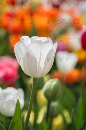 Outstanding colorful tulip flower bloom in the spring garden