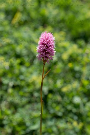 Beautiful Dalea ornata