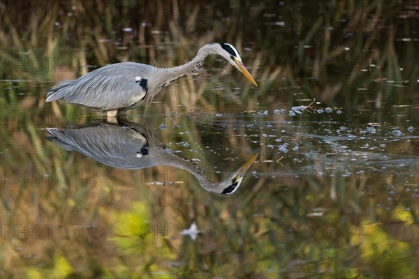 Grey heron