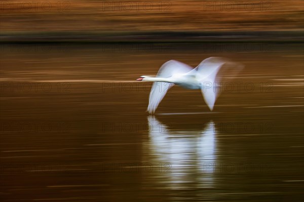 Mute swan