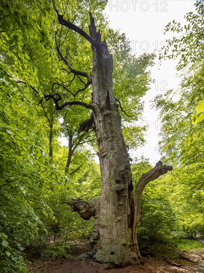 Old dead beech