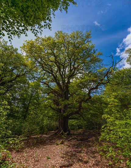 Old oak tree