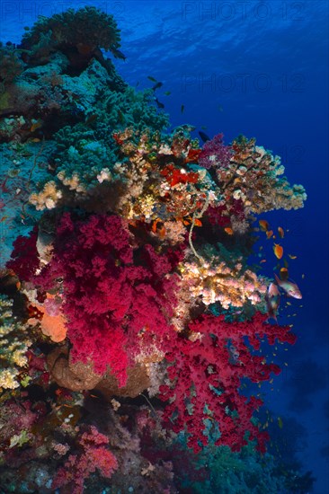 Klunzinger's tree coral