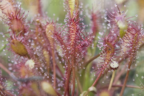 Oblong-leaved sundew