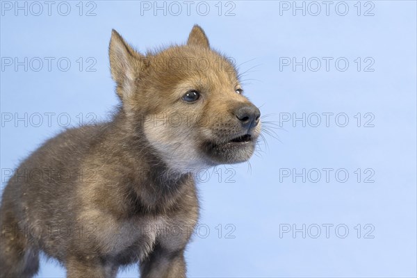 European gray wolf