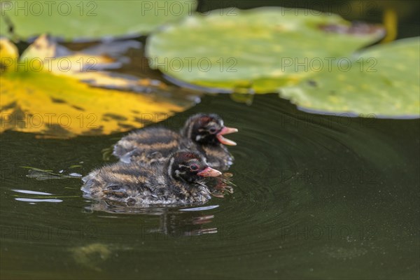 Little Grebe