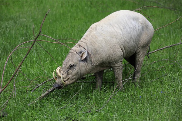 North sulawesi babirusa