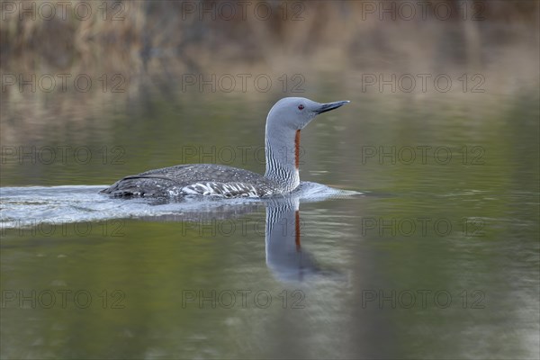 Red-throated diver