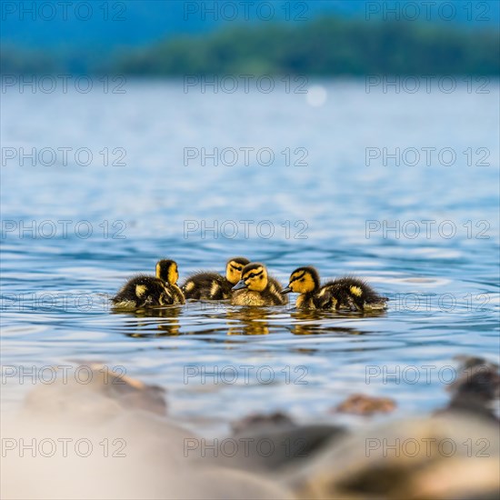 Nestlings of Mallard Duck