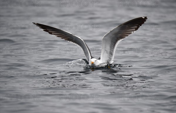 Great black-backed gull