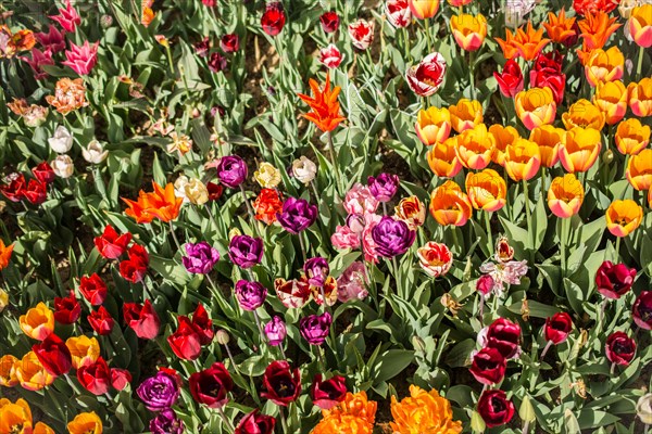 Beautiful tulips flower for postcard beauty concept design