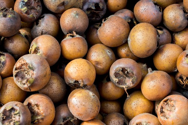 Freshly picked up ripe medlar