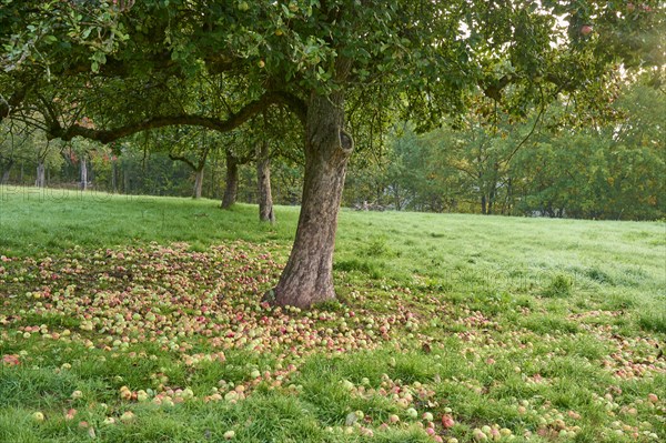 Apple tree