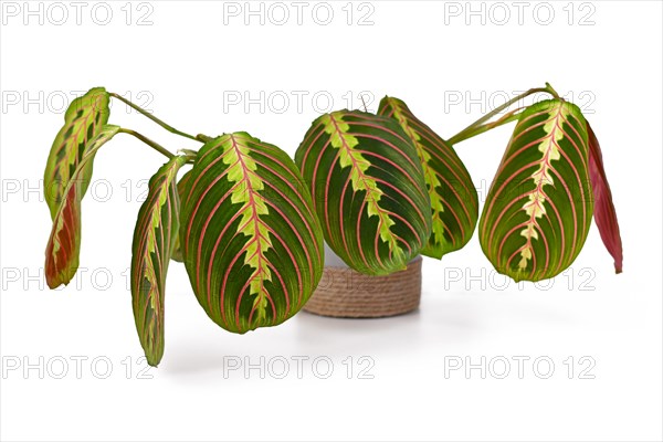 Full exotic 'Maranta Leuconeura Fascinator' plant on white background