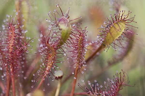 Oblong-leaved sundew