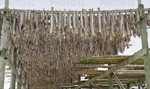 Drying racks for stockfish