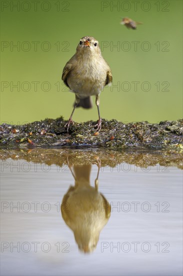 Common Chiffchaff