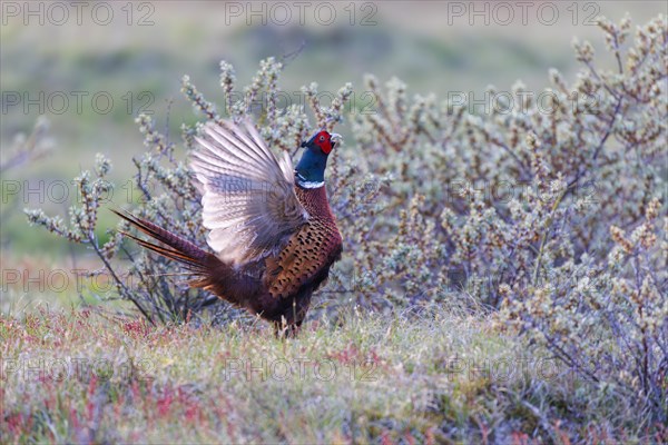 Pheasant