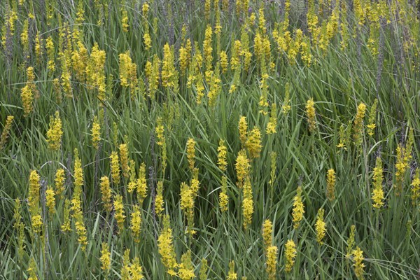 Bog asphodel