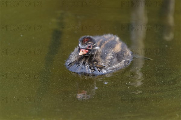 Little Grebe