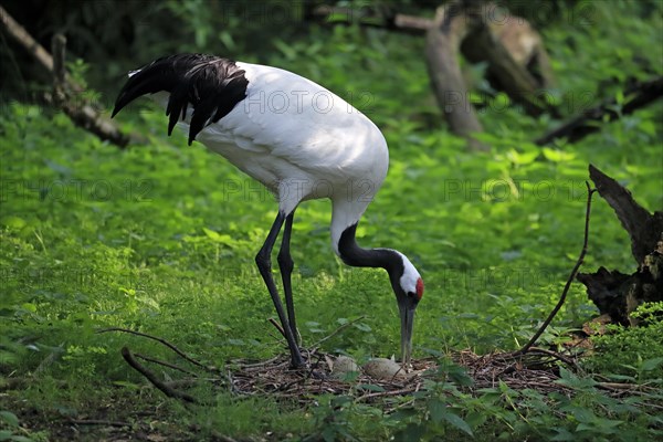 Red-crowned crane