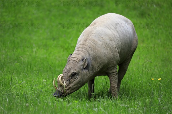 North sulawesi babirusa