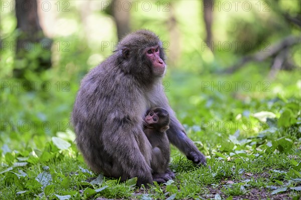 Japanese macaque