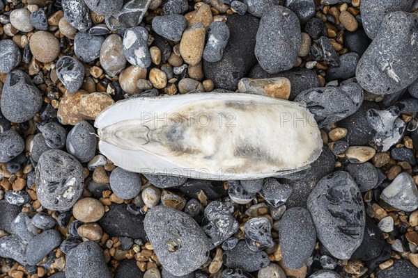 Washed-up cuttlebone among flints on the coast of St Margaret's at Cliffe