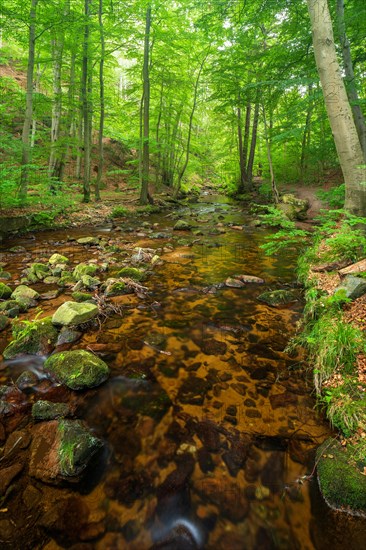 The Ilse stream in the Ilse valley