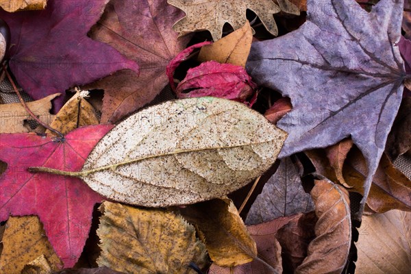 Beautiful dry leaves on as an autumn background