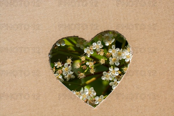 Flowers seen through heart shape cut out of cardboard