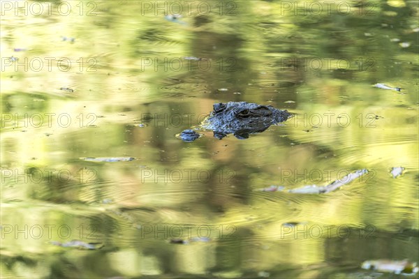 Nile crocodile in the sacred crocodile pool of Kachikally