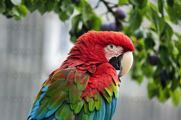 Red-and-green macaw