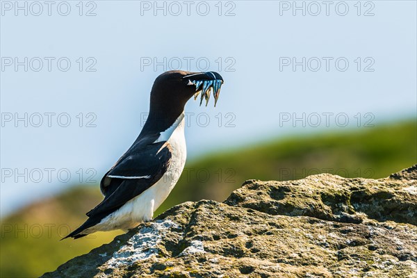 Razorbill