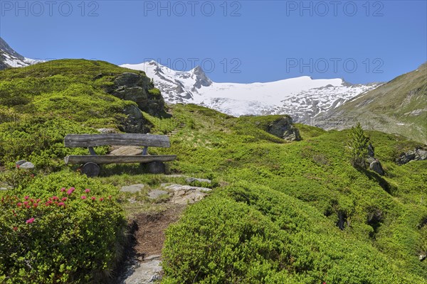 Grossvenediger with alpine roses and bench