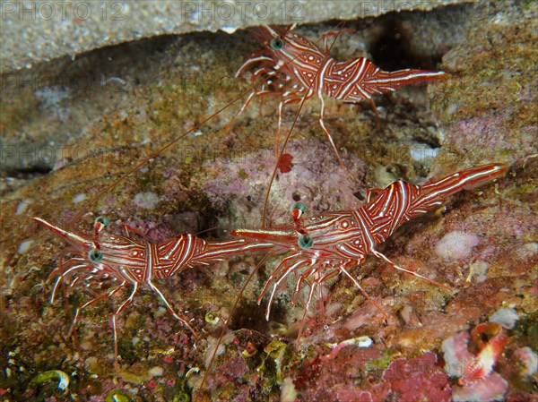 Camel shrimp