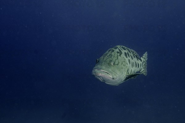 Portrait of potato grouper