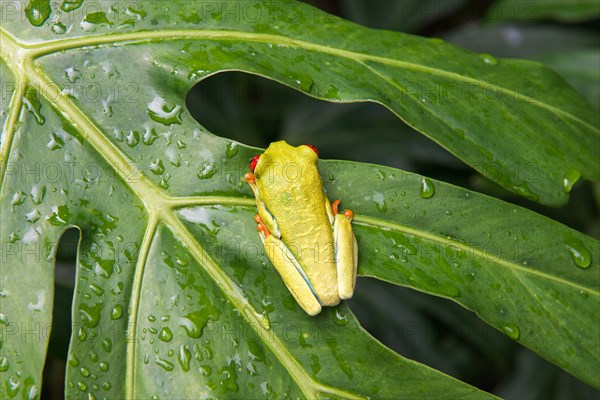 Rotaeugiger Laubfrosch