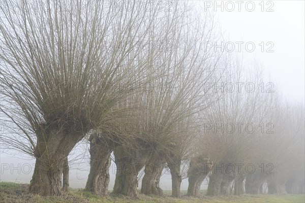 Pollarded willow