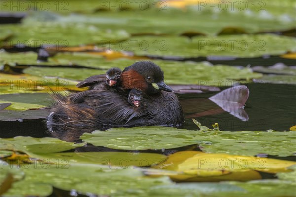 Little Grebe