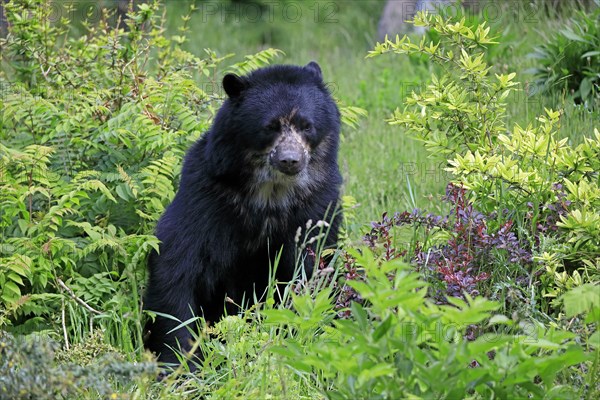 Spectacled bear