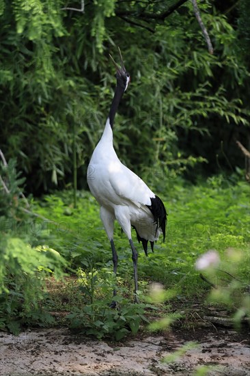 Red-crowned crane