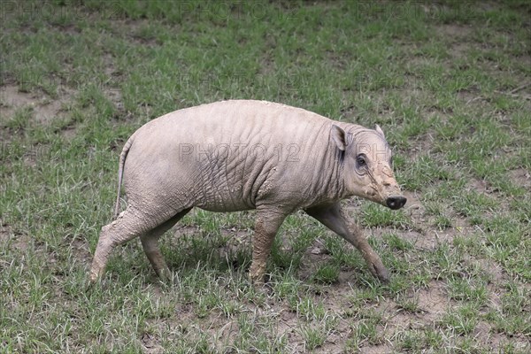 North sulawesi babirusa