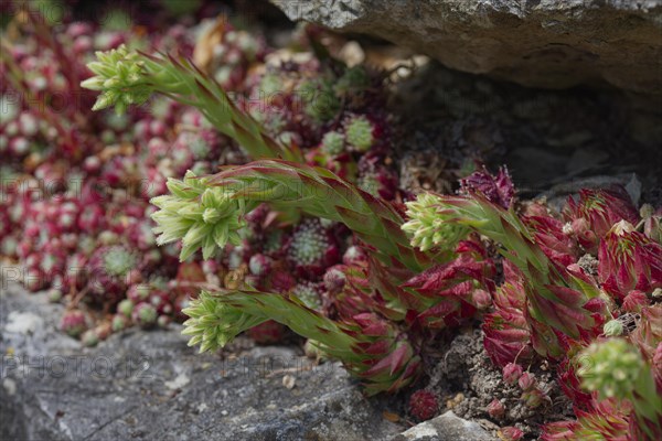 Common fringed houseleek