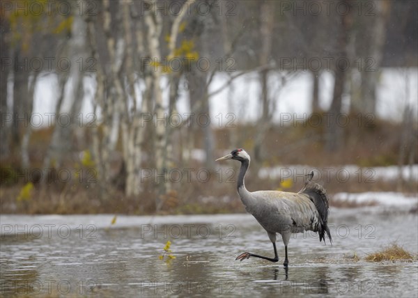 Crane