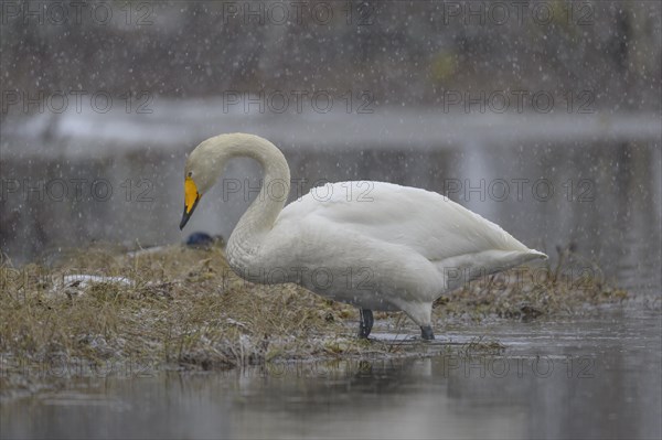 Whooper Swan