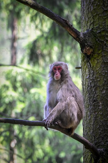 Japanese macaque